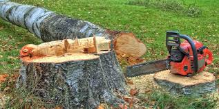 Best Stump Grinding and Removal  in Port Ludlow, WA