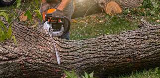 Best Tree Trimming and Pruning  in Port Ludlow, WA