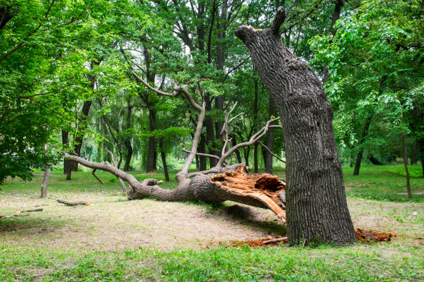 Tree and Shrub Care in Port Ludlow, WA