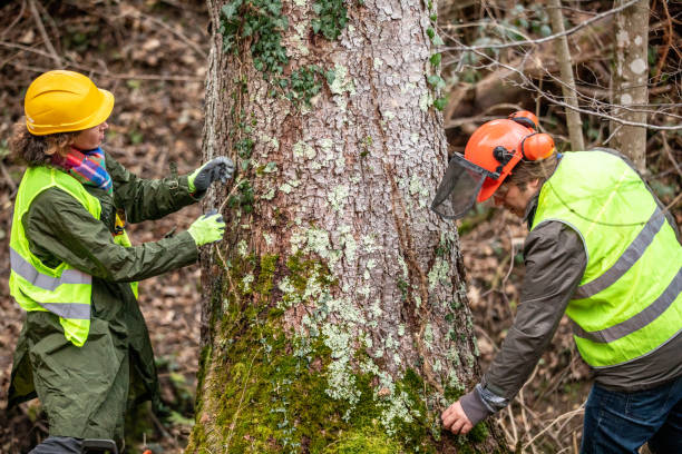 Best Tree Mulching  in Port Ludlow, WA
