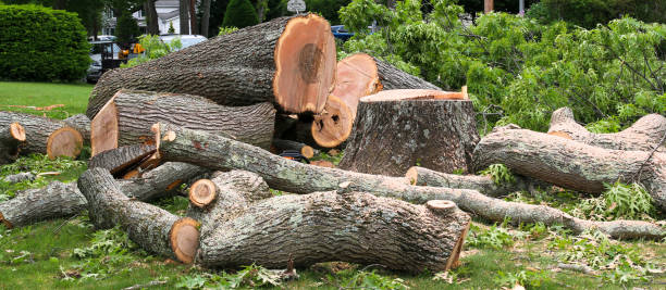 Best Storm Damage Tree Cleanup  in Port Ludlow, WA