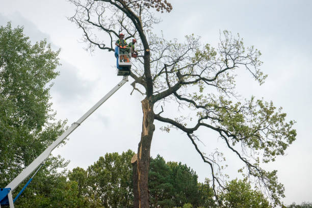 How Our Tree Care Process Works  in  Port Ludlow, WA