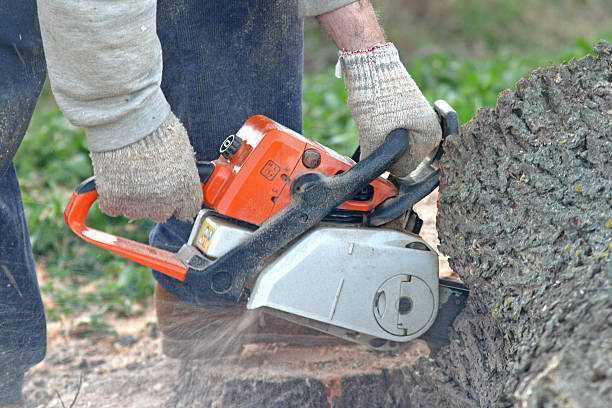 Best Tree Cabling and Bracing  in Port Ludlow, WA