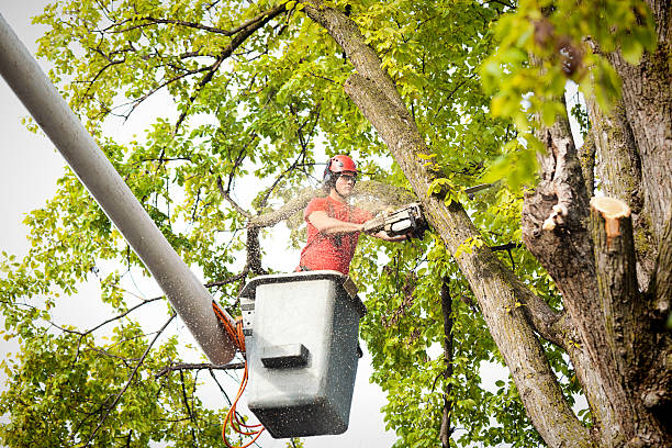 Best Arborist Consultation Services  in Port Ludlow, WA