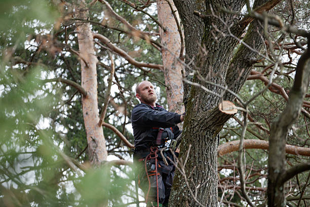 Best Stump Grinding and Removal  in Port Ludlow, WA