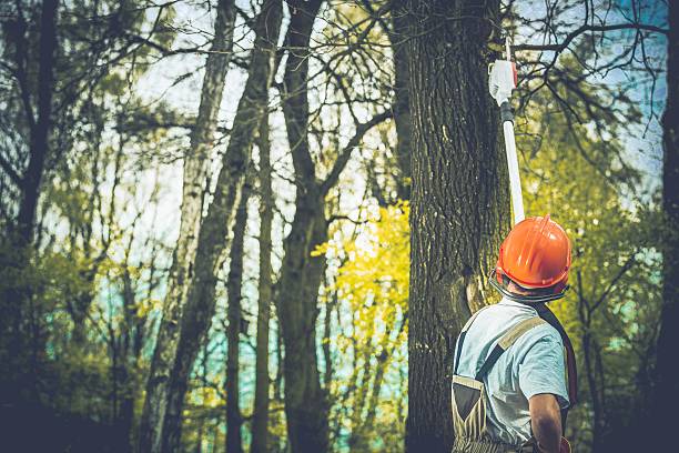 Port Ludlow, WA Tree Care Company